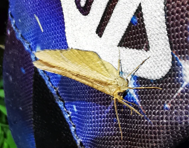 Tephrina murinaria - egérszínű araszoló