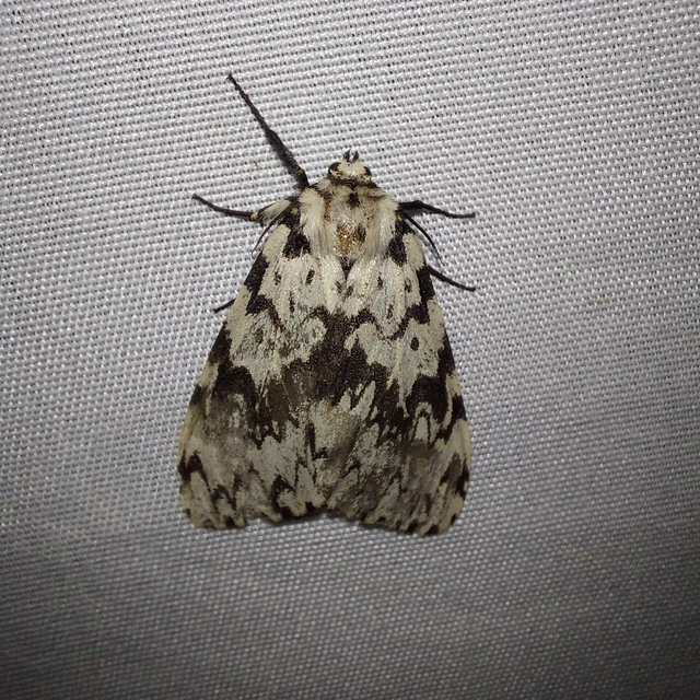 Lymantria monacha - apácalepke