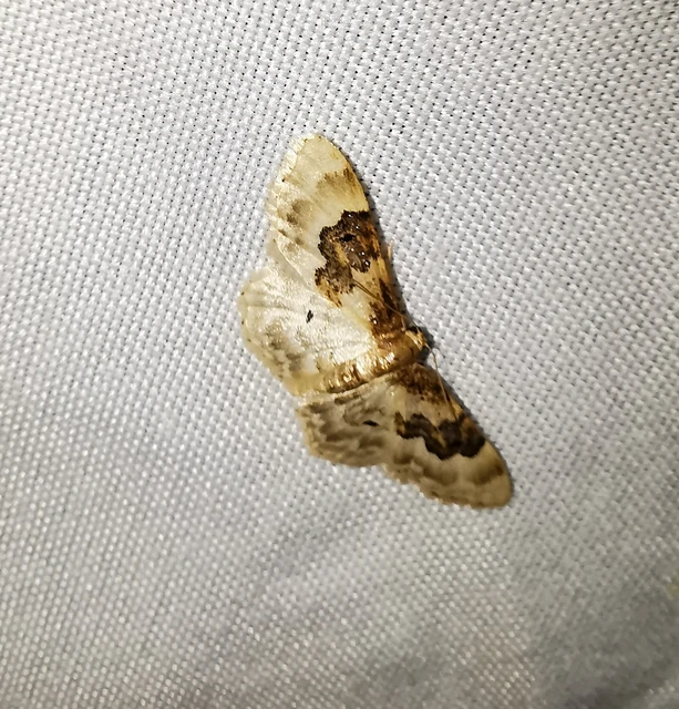Idaea rusticata - tarka apróaraszoló