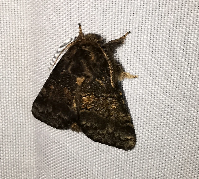 Gluphisia crenata - kormos púposszövő