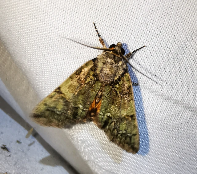 Polyphaenis sericata - selyemfényű erdeibagoly