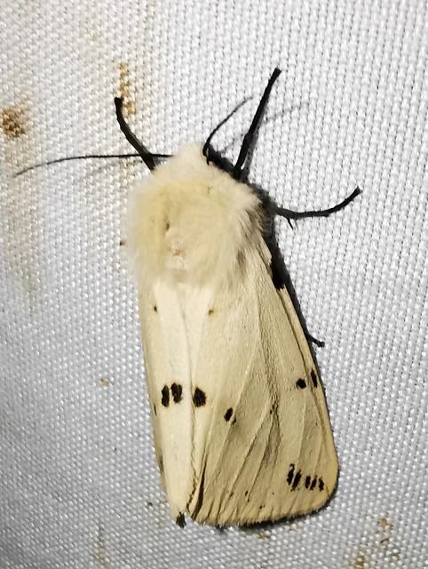 Spilarctia lutea - sárgás medvelepke