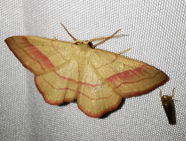 Rhodostrophia vibicaria - pirosszélű araszoló