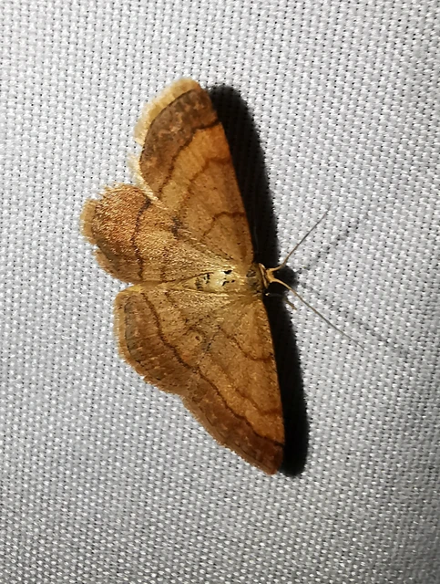 Scopula rubiginata - réti pirosaraszoló