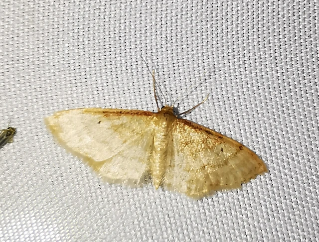 Idaea humiliata - vörösszélű apróaraszoló