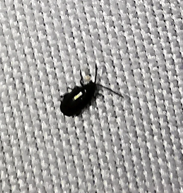 Alticinae