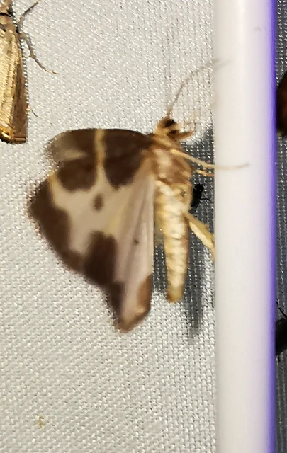 Lomaspilis marginata - szegélyes nyárfaaraszoló