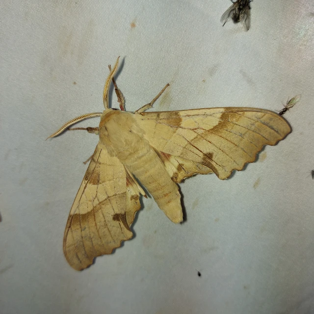 Marumba quercus - tölgyfaszender
