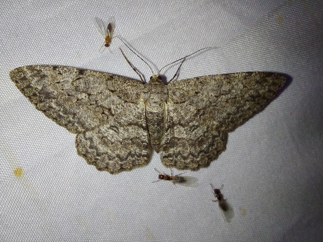 Hypomecis punctinalis - pettyes faaraszoló