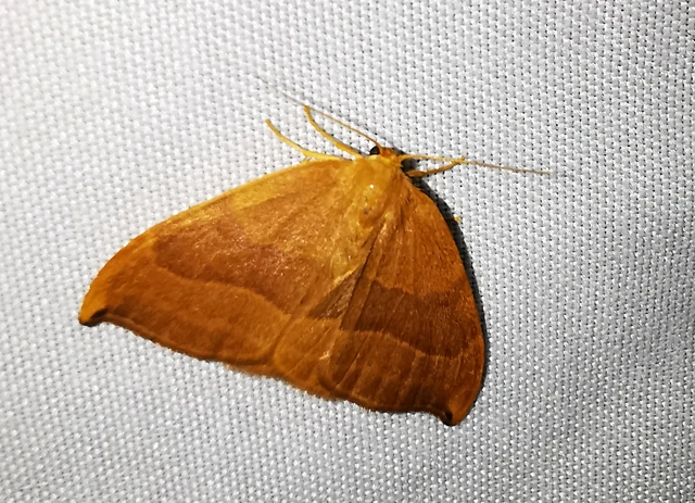 Watsonalla cultraria - bükkfa-sarlósszövő