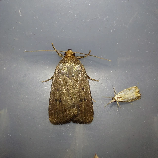 Amphipyra tragopoginis - bakszakállbagoly