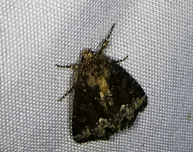 Oligia strigilis - kormos dudvabagoly