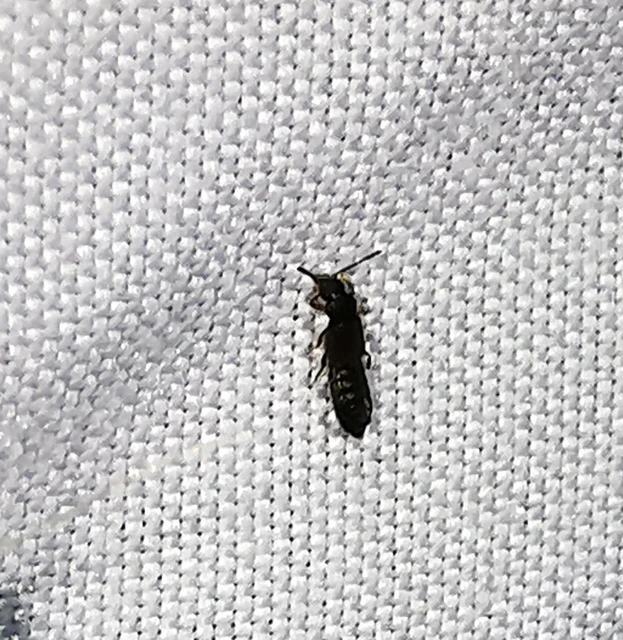 Staphylinidae - holyvafélék