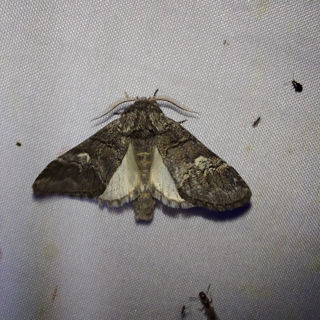 Drymonia querna - tölgyfa-púposszövő