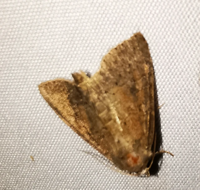 Parastichtis suspecta - sötét erdeibagoly
