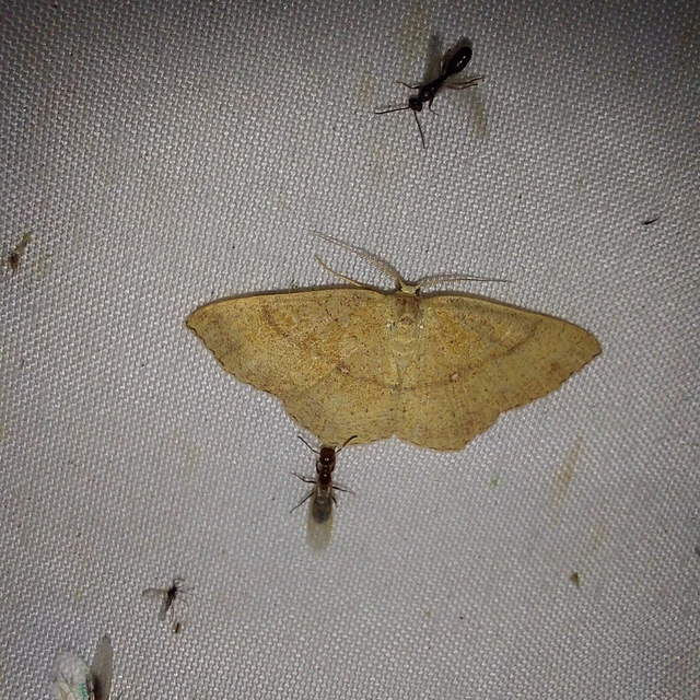 Cyclophora ruficiliaria - vörösrojtú pettyesaraszoló