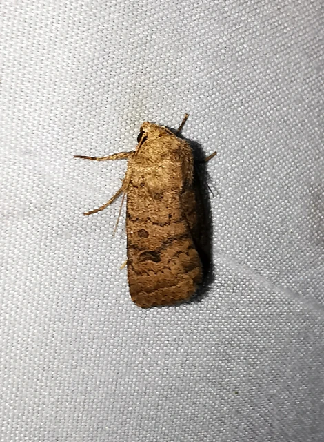 Hoplodrina octogenaria - barna selymesbagoly