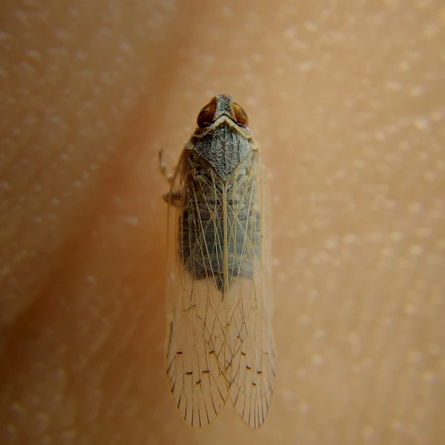 Auchenorrhyncha - Kabócák Auchenorrhyncha - Kabócák