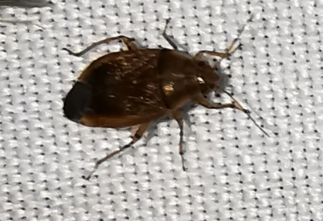 Miridae - mezeipoloskák