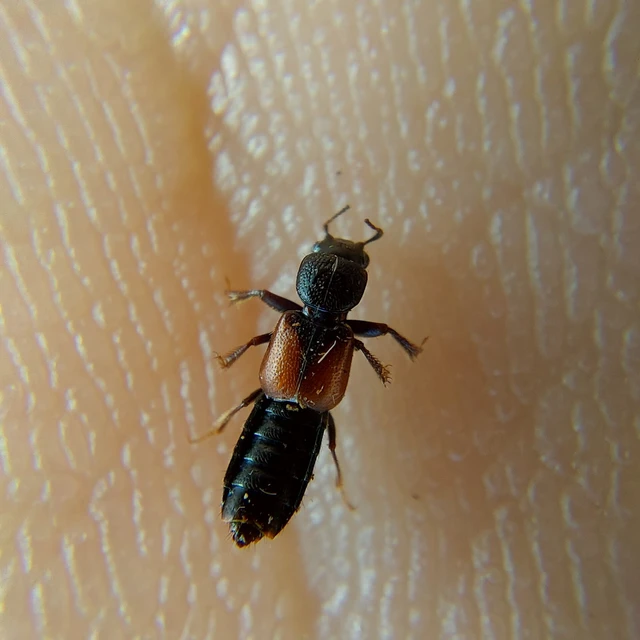 Staphylinidae - holyvafélék