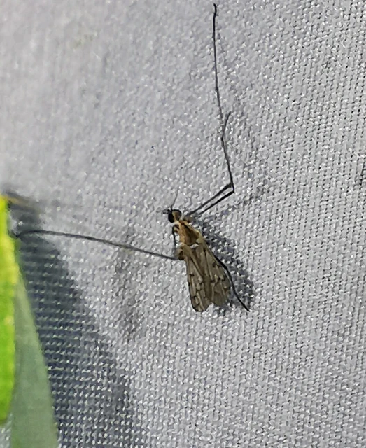 Diptera - Kétszárnyúak