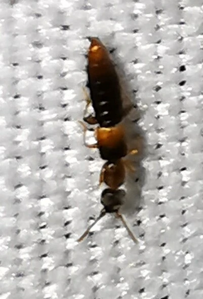 Staphylinidae - holyvafélék