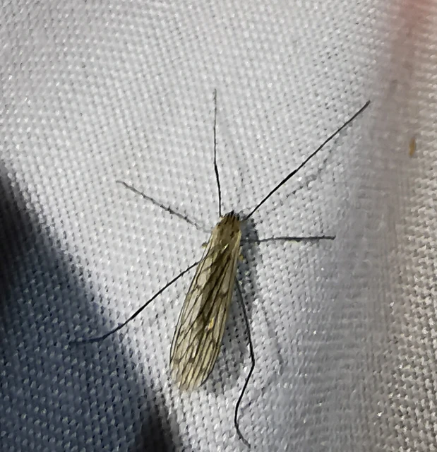 Diptera - Kétszárnyúak