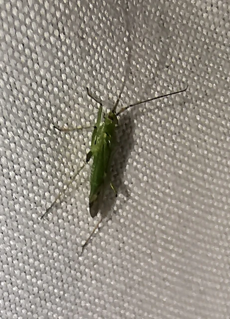 Miridae - mezeipoloskák