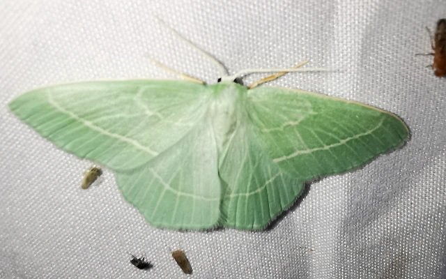Hemistola chrysoprasaria - kékes zöldaraszoló