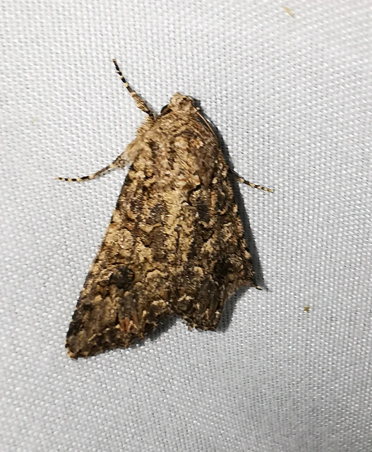 Hadula trifolii - lóherebagoly