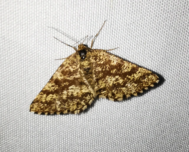 Ematurga atomaria - barna rétiaraszoló