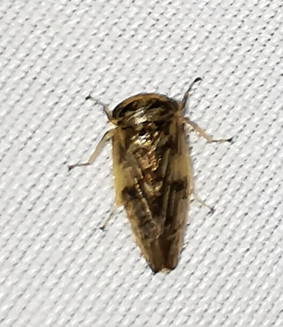 Auchenorrhyncha - Kabócák Auchenorrhyncha - Kabócák