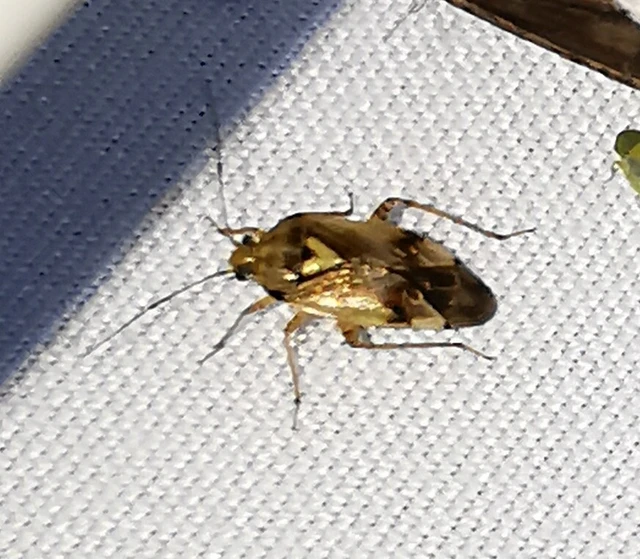 Miridae - mezeipoloskák