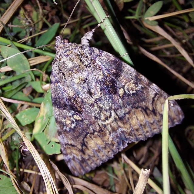 Catocala sponsa/dilecta