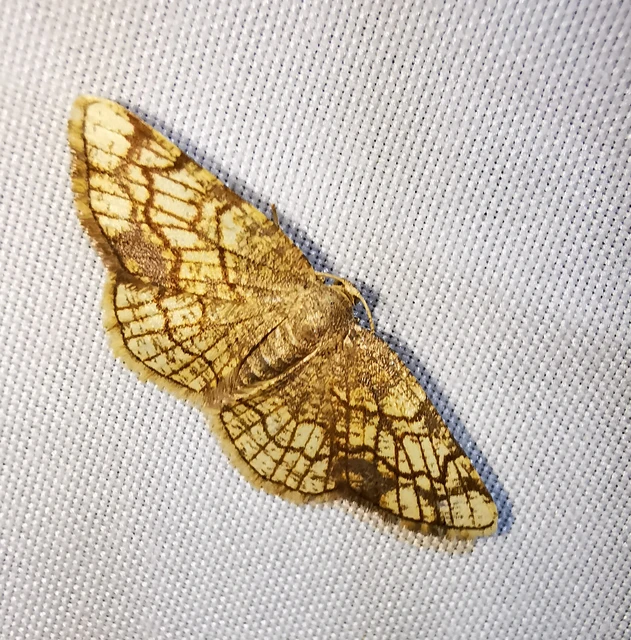Stegania dilectaria - fehérnyár-araszoló