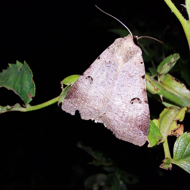 Lygephila craccae - gyakori csüdfűbagoly