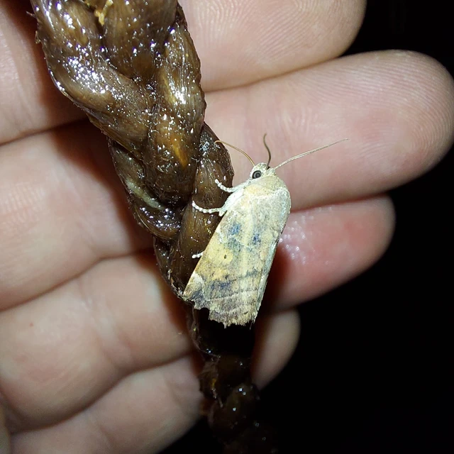 Cosmia affinis - barna lombbagoly