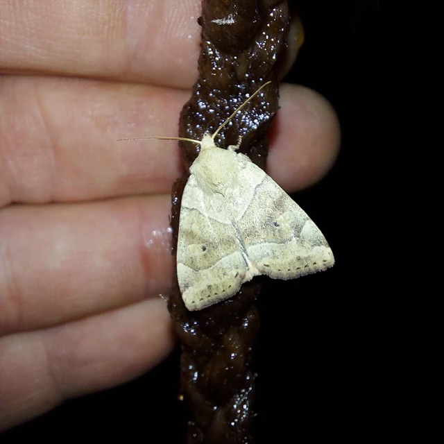 Cosmia trapezina - közönséges lombbagoly