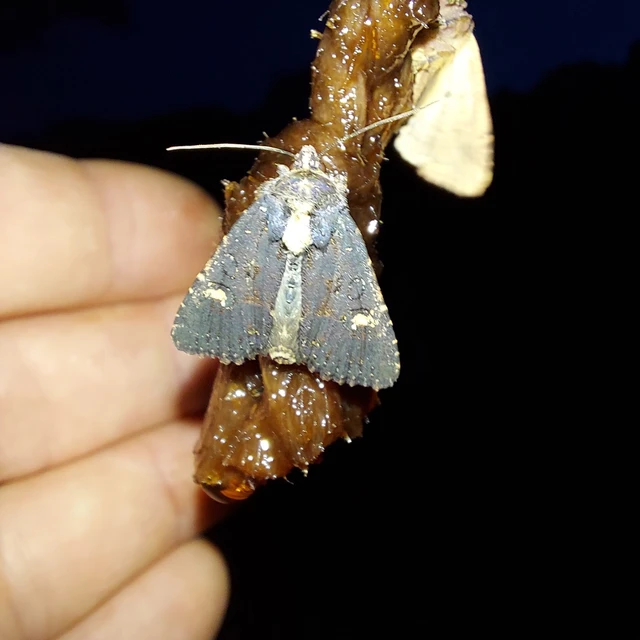Mesapamea secalella/secalis