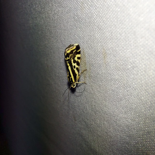 Emmelia trabealis - zebrabagoly