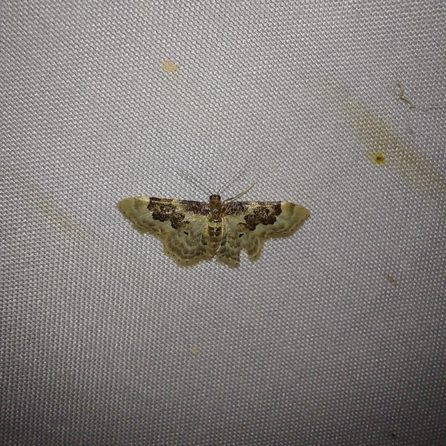 Idaea rusticata - tarka apróaraszoló