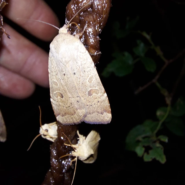 Noctua comes - kis sárgafűbagoly