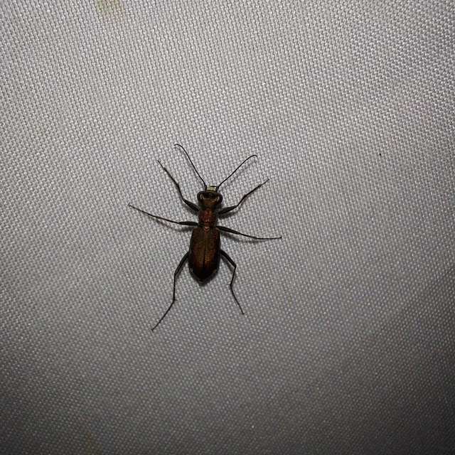 Cylindera germanica - parlagi homokfutrinka