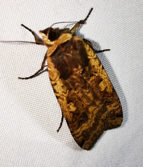 Noctua pronuba - nagy sárgafűbagoly