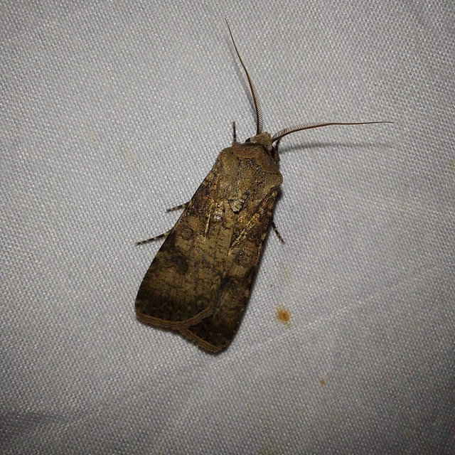 Agrotis segetum - vetési földibagoly