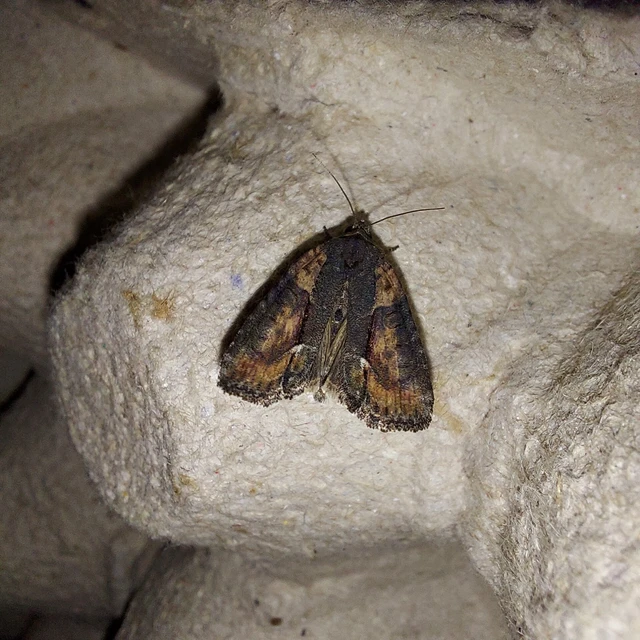 Bryophila raptricula/felina