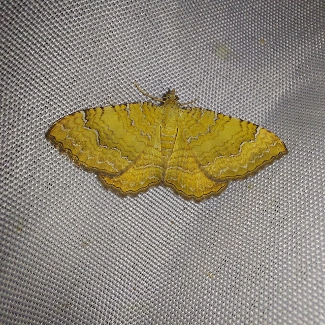 Camptogramma bilineata - kétvonalas sávosaraszoló