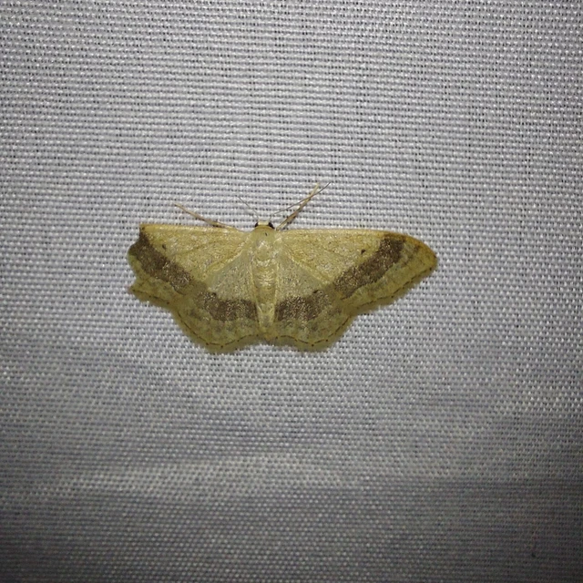 Idaea aversata - nagy sávosaraszoló