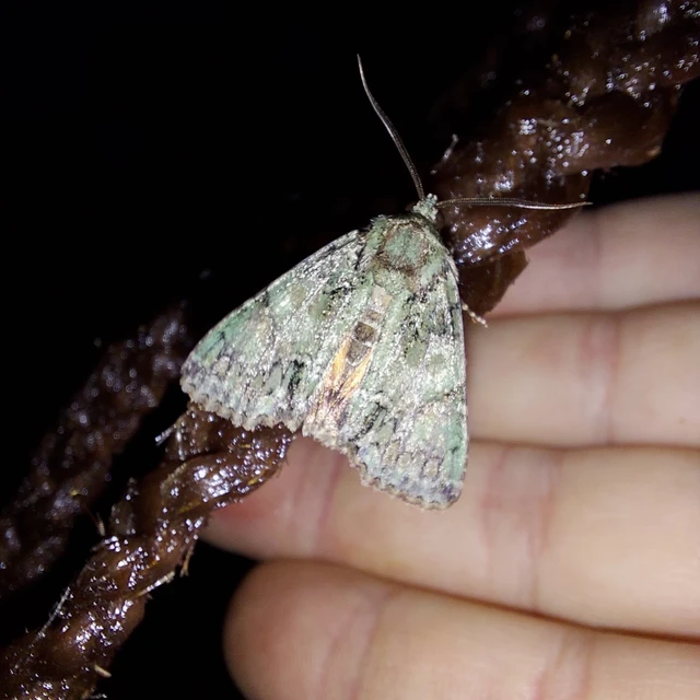 Polyphaenis sericata - selyemfényű erdeibagoly