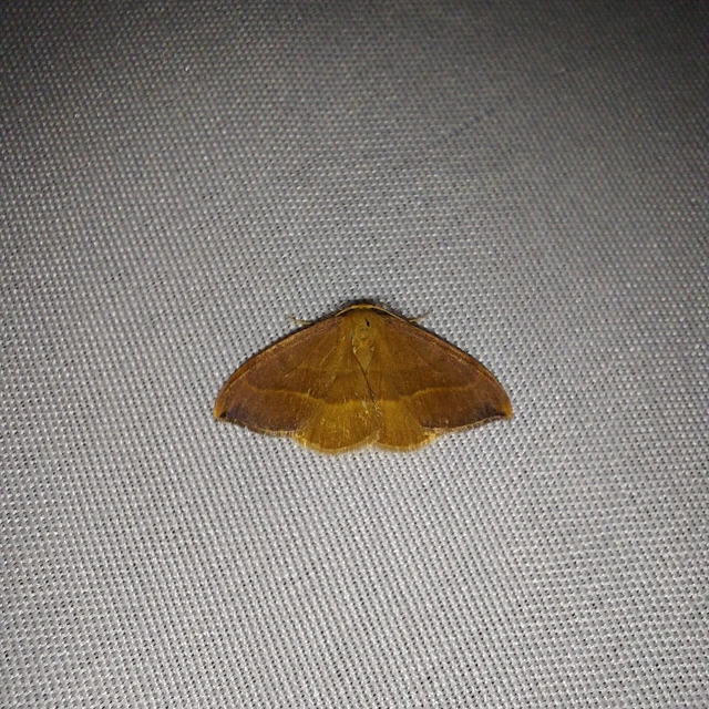 Watsonalla cultraria - bükkfa-sarlósszövő